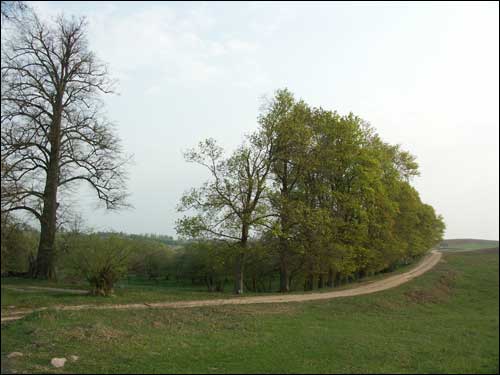 Zarzeczany. Dwór «Choroszewicze III»