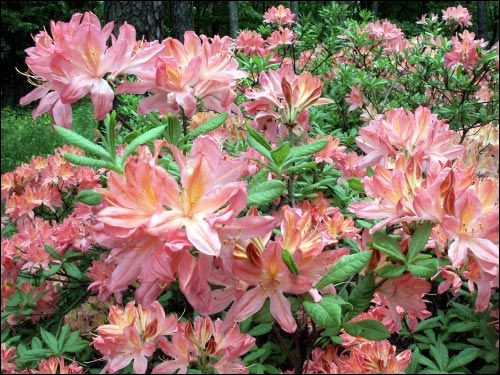  -  Sad botaniczny. Rododendron
