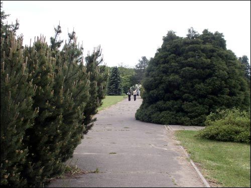  -  Sad botaniczny. Alejka i krzewy