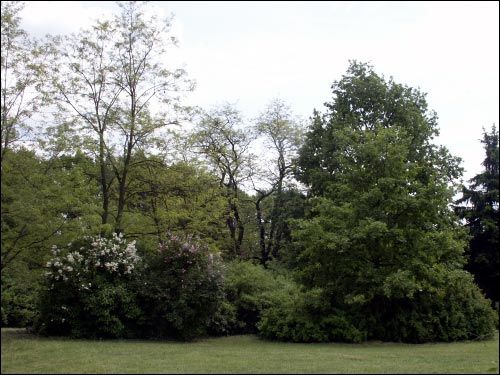  -  Sad botaniczny. Krzewy