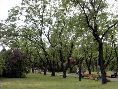  -  Sad botaniczny. Park