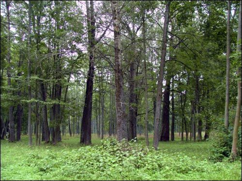  - Zespół dworsko-parkowy . Park
