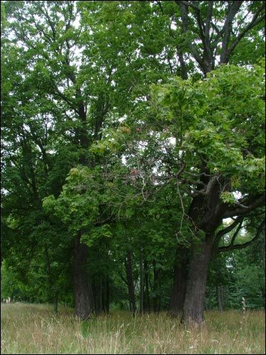  - Zespół dworsko-parkowy . Park