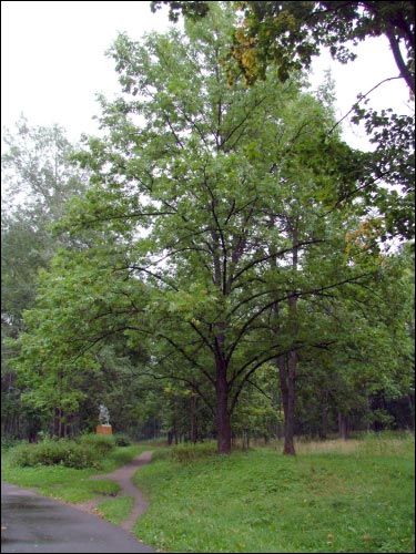  - Zespół dworsko-parkowy . Park