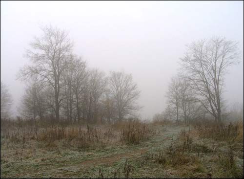  - Приусадебный парк (остатки). Остатки парковых насаждений