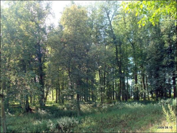 Арняны. Сядзібна-паркавы ансамбль 