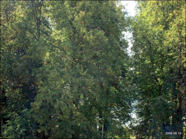 Арняны. Сядзібна-паркавы ансамбль 