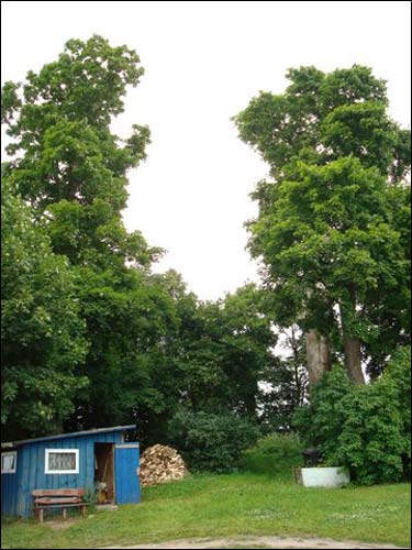  - Сядзіба . Рэшткі прысядзібных насаджэнняў, 07.2008