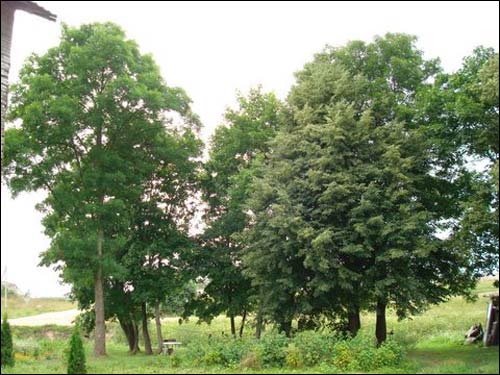  - Сядзіба . Рэшткі прысядзібных насаджэнняў, 07.2008