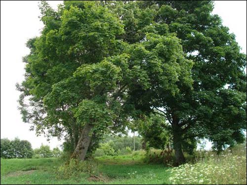  - Сядзіба . Рэшткі прысады, 07.2008