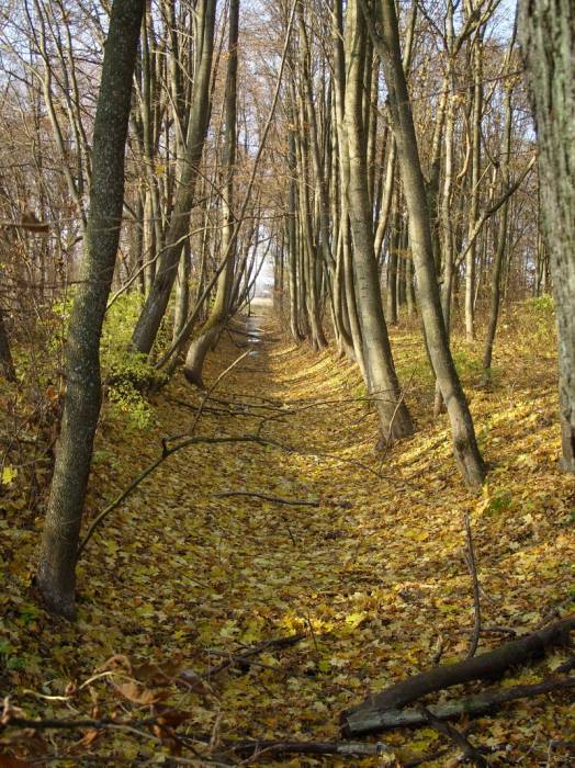  - Приусадебный парк при бывшей усадьбе Гутовских. Канал
