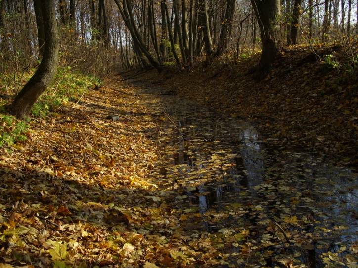  - Приусадебный парк при бывшей усадьбе Гутовских. Остатки каналов.