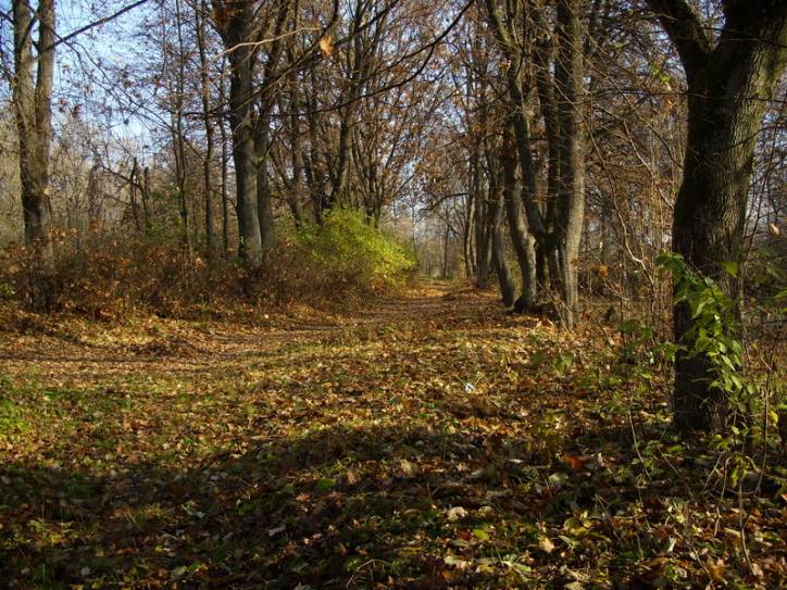  - Приусадебный парк при бывшей усадьбе Гутовских. Вьезд у пруда.За прудом,справа,еще в 80-х годах 20-го века стоял домик прислуги. Там жила древняя бабуся,которая еще помнила хозяяев усадьбы. Кажется она у них работала. А рядом с домиком рос огромный дуб ,который спилили ушлые товарищи в смутные 90-е....