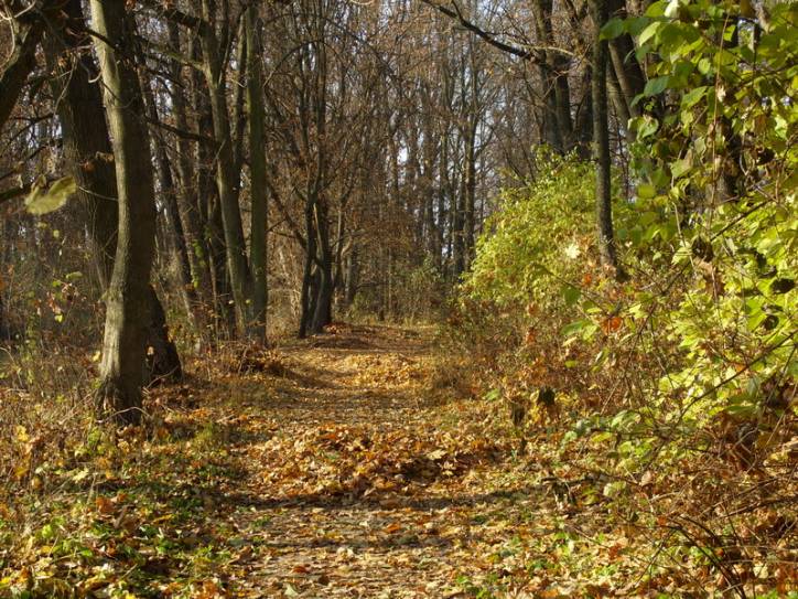  - Приусадебный парк при бывшей усадьбе Гутовских. Дорожка