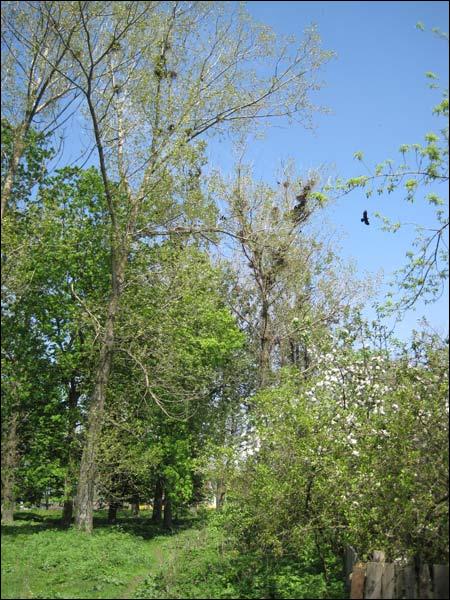  - Прысядзібны парк . Фрагмент парка (фота 10.05.2010)
