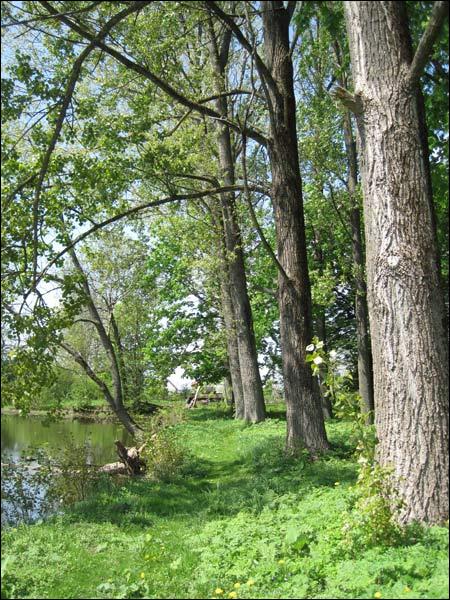  - Прысядзібны парк . Каля става (фота 10.05.2010)