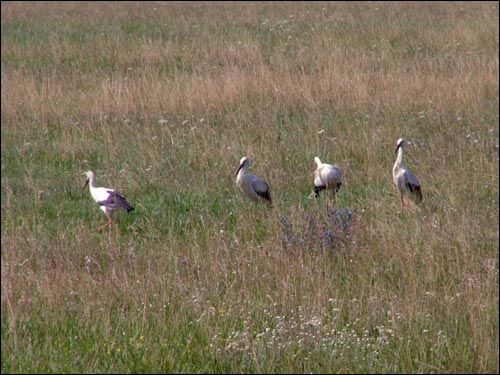 Siechnowicze Wielkie. Krajobrazy 