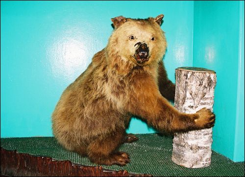 Puszcza Białowieska.  Muzeum