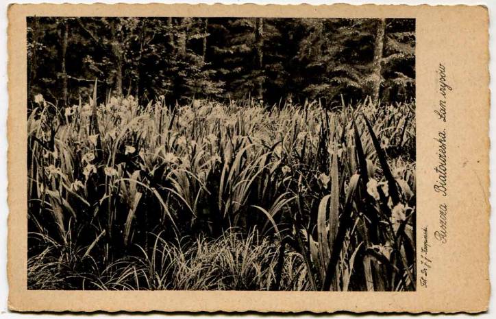  -  Forest at old photographs. 