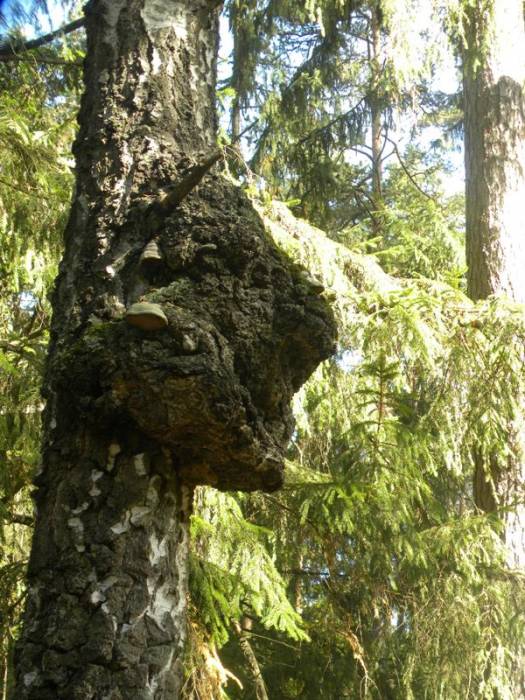 Puszcza Białowieska.  Flora