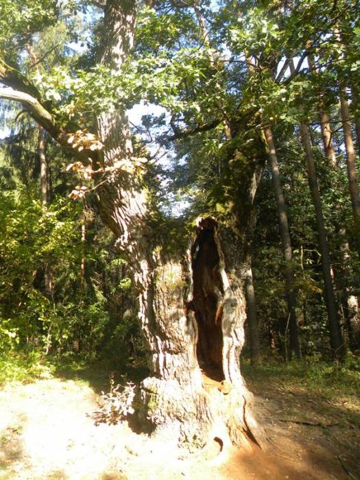 Puszcza Białowieska.  Flora