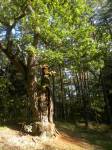 Puszcza Białowieska.   Flora