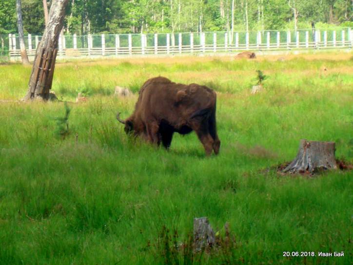 Biełaviežskaja pušča.  Fauna