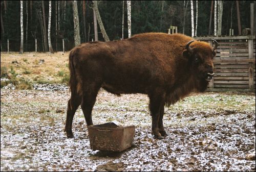 Biełaviežskaja pušča.  Fauna