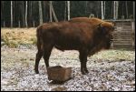 Puszcza Białowieska.   Fauna