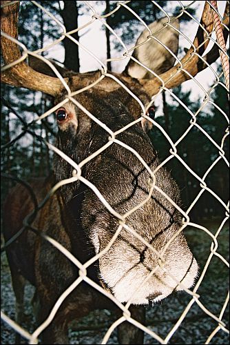 Biełaviežskaja pušča.  Fauna