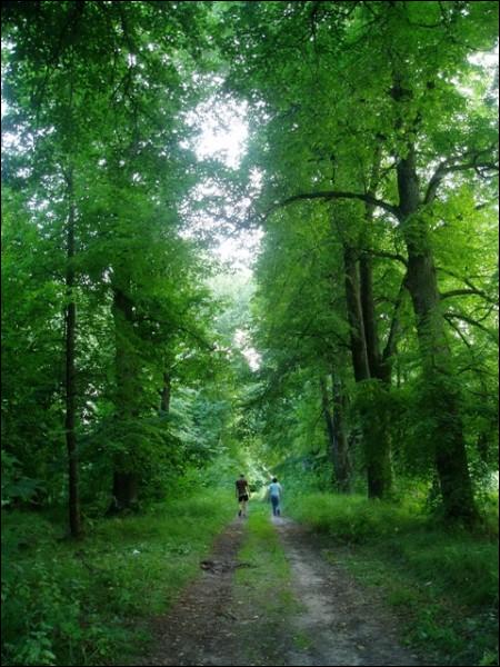 Osinówka (Iskra). Park dworski 