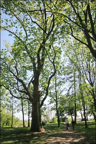  - Zespół pałacowo-parkowy Rumiancewów-Paskiewiczów. Fragment parku, 05 2008