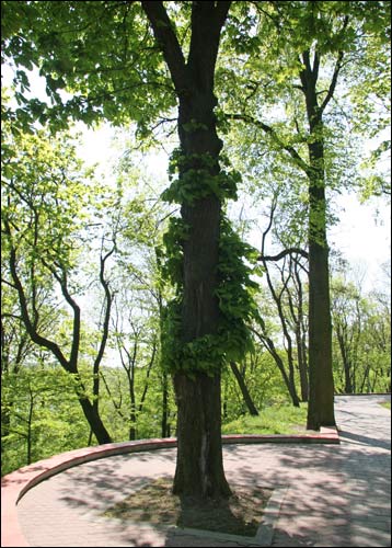  - Zespół pałacowo-parkowy Rumiancewów-Paskiewiczów. Aleja wzdłuż Soż