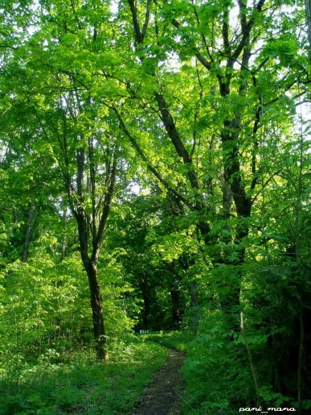Rudaków. Park dworski 