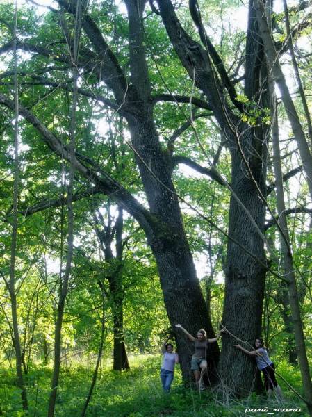 Rudaków. Park dworski 