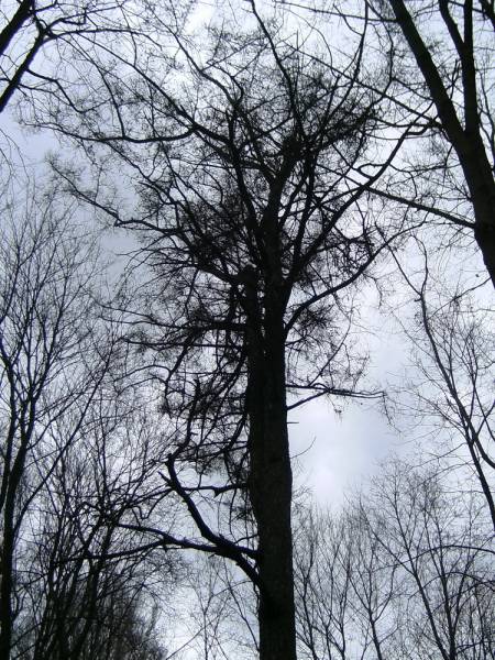 Kiścienie |  Park dworski Wermanów. 