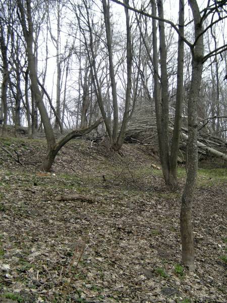  - Park dworski Wermanów. 