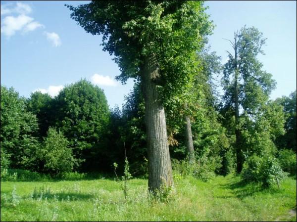 Tursk. Park dworski Sizanożęckich