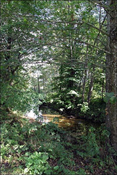  - В деревне . Речка Баранка (фото 09/2009)