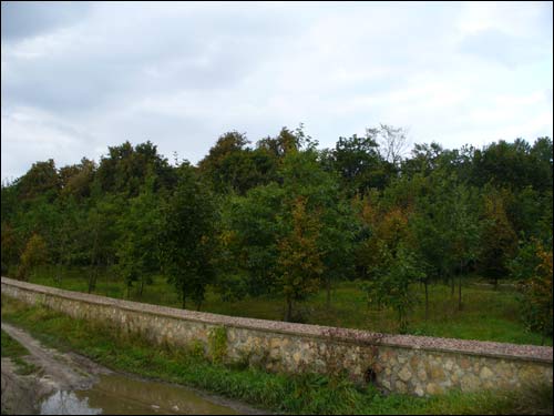  - Manor park of the Tyškievič former Manor-place. 