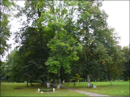  - Manor park of the Tyškievič former Manor-place. 