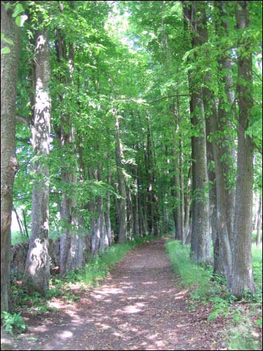 Wierdomicze. Park dworski Tołłoczków