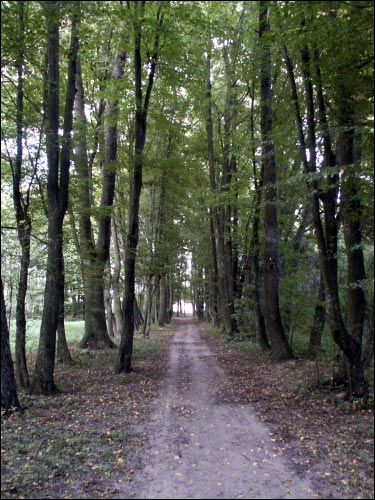  - Гаспадарчы двор Хадкевічаў. Алея ў парку