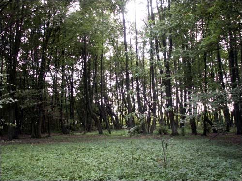  - Гаспадарчы двор Хадкевічаў. У парку