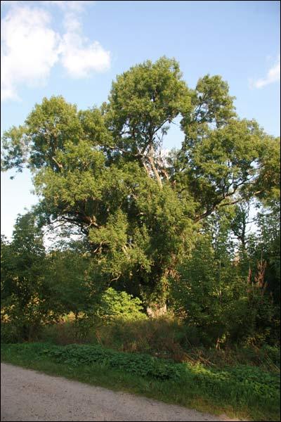 Cieszewla. Park dworski Stankiewiczów