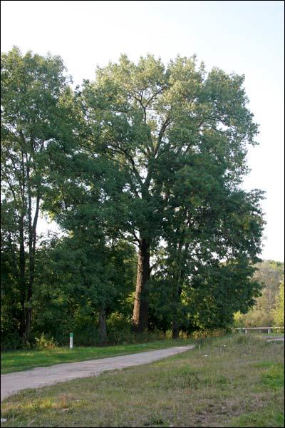 Cieszewla. Park dworski Stankiewiczów
