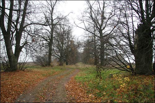 - Park dworski Rdułtowskich. Aleja wjazdowa