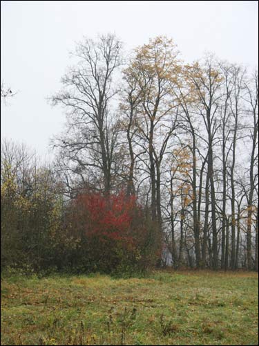  - Park dworski Rdułtowskich. Aleja