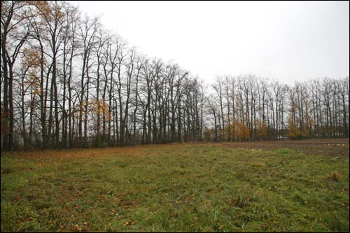  - Park dworski Rdułtowskich. Stare drzewa wyższe niż 30 m