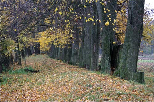 Černichava Vierchniaje. Manor park of the former Rdułtoŭski (Rdułtowski) manor-place